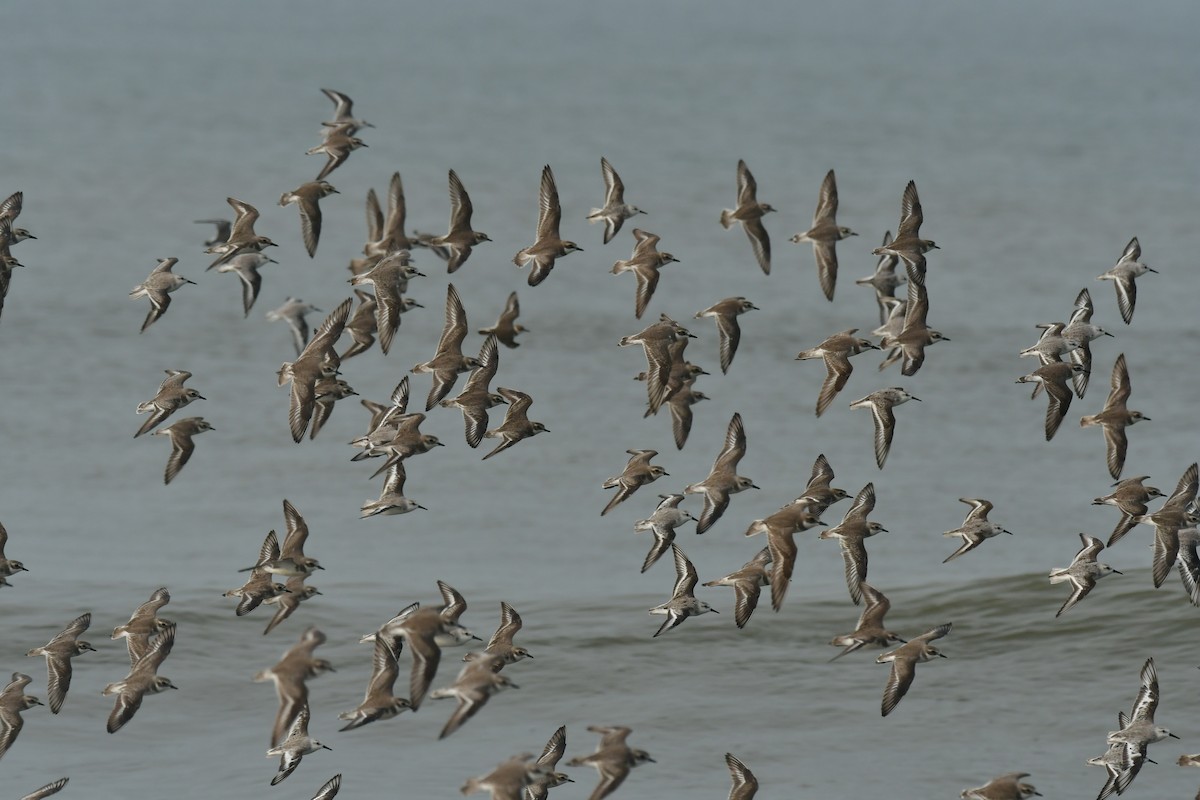Tibetan Sand-Plover - ML646179125