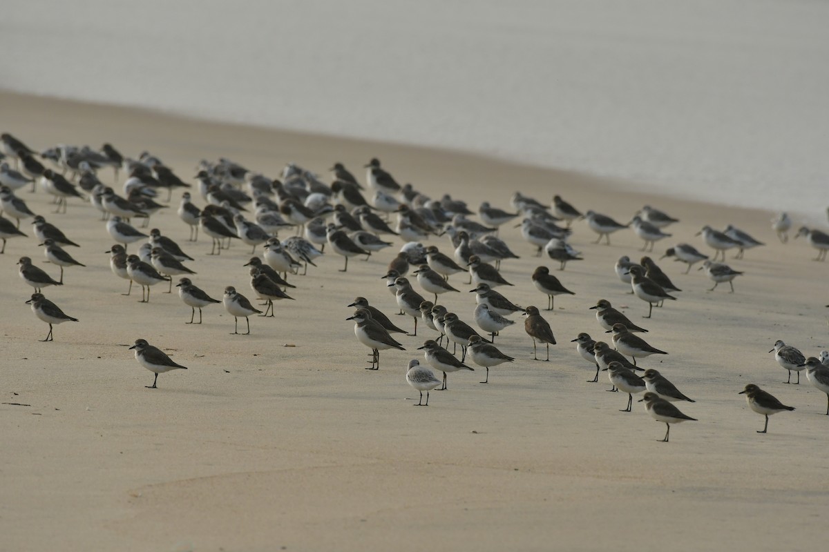 Tibetan Sand-Plover - ML646179126