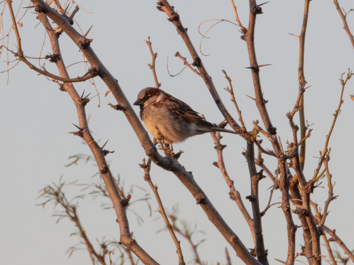 vrabec domácí - ML646179129