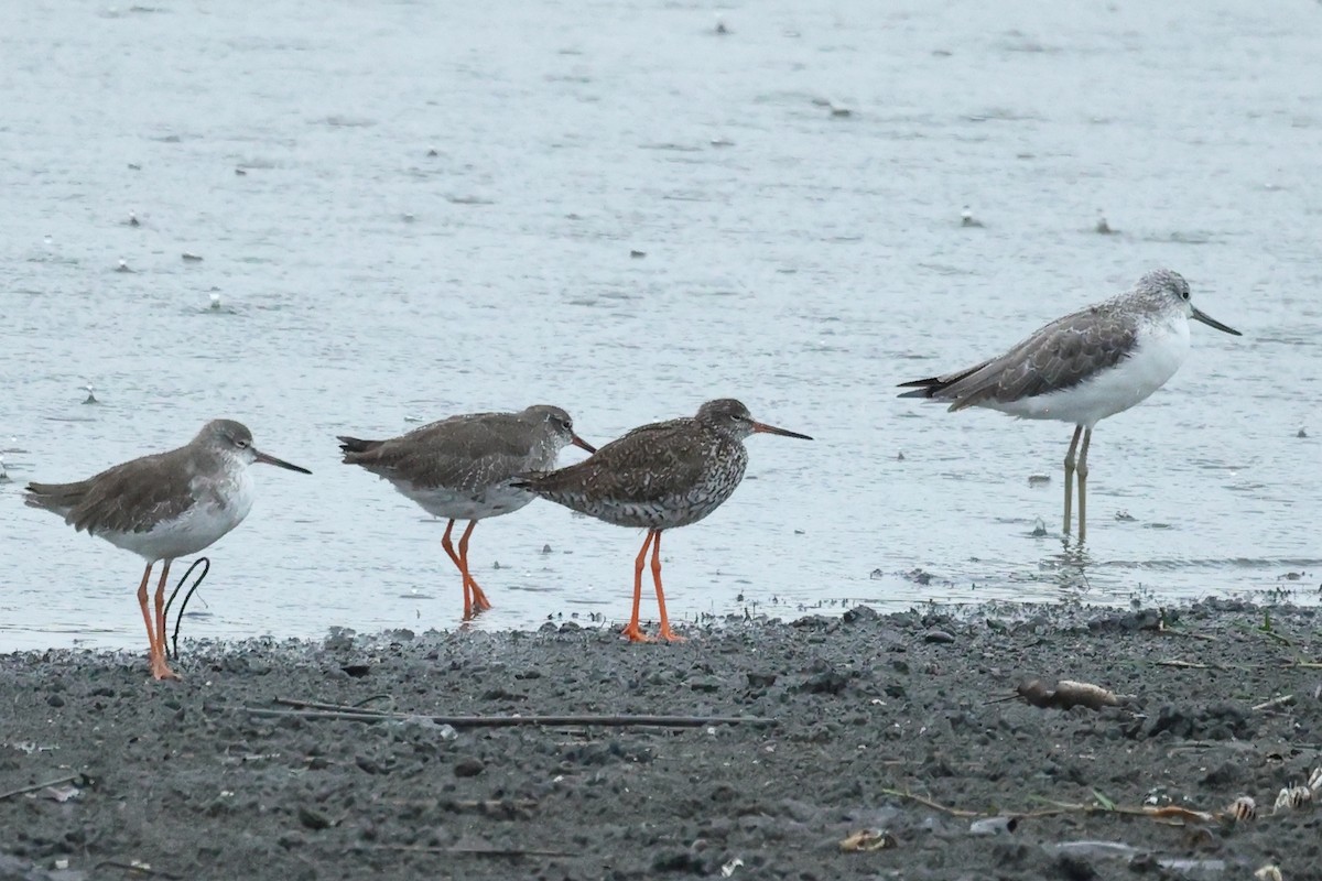 Common Redshank - ML646179131