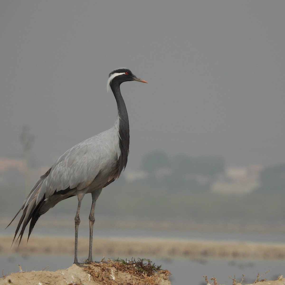 Telli Turna - ML646179135