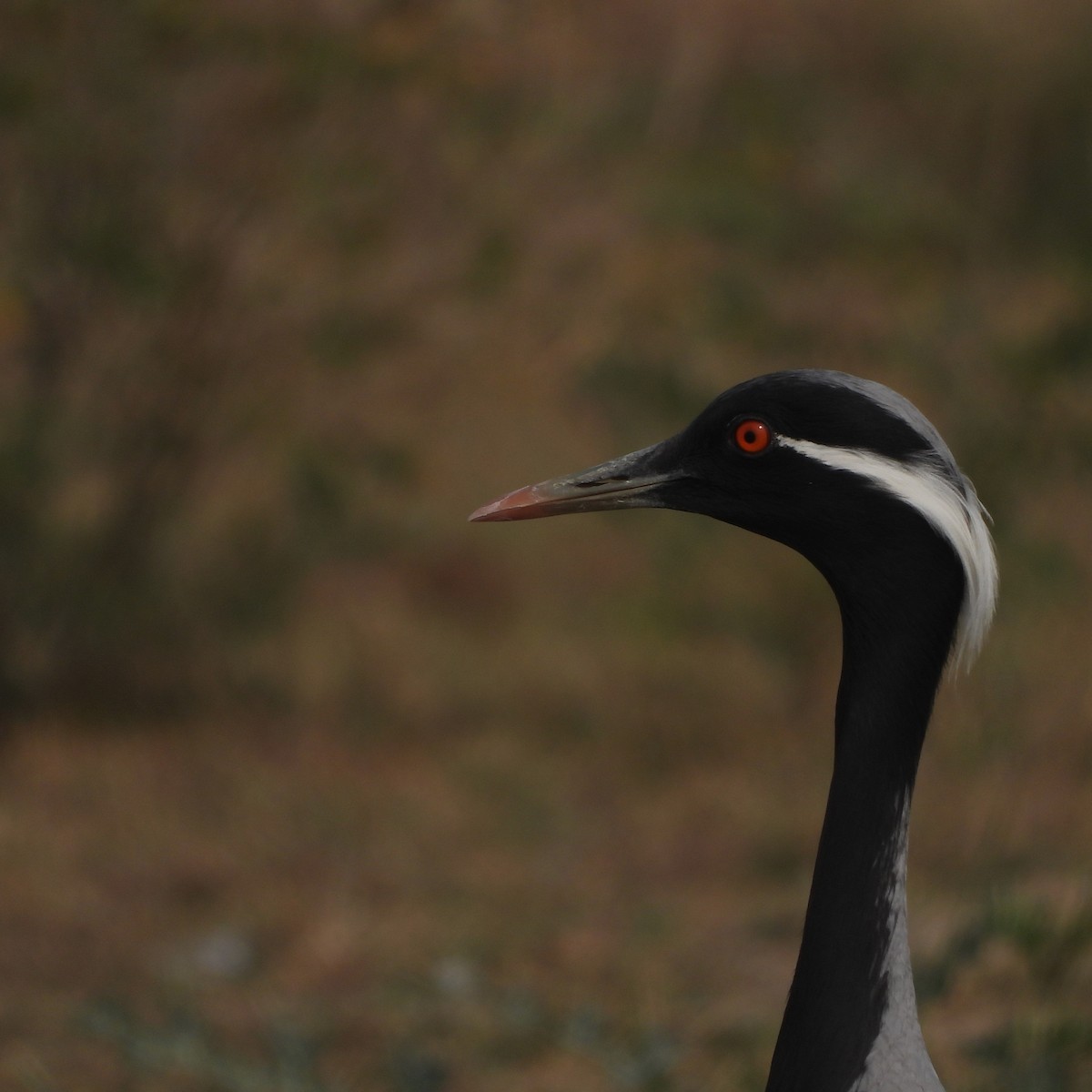 Telli Turna - ML646179136