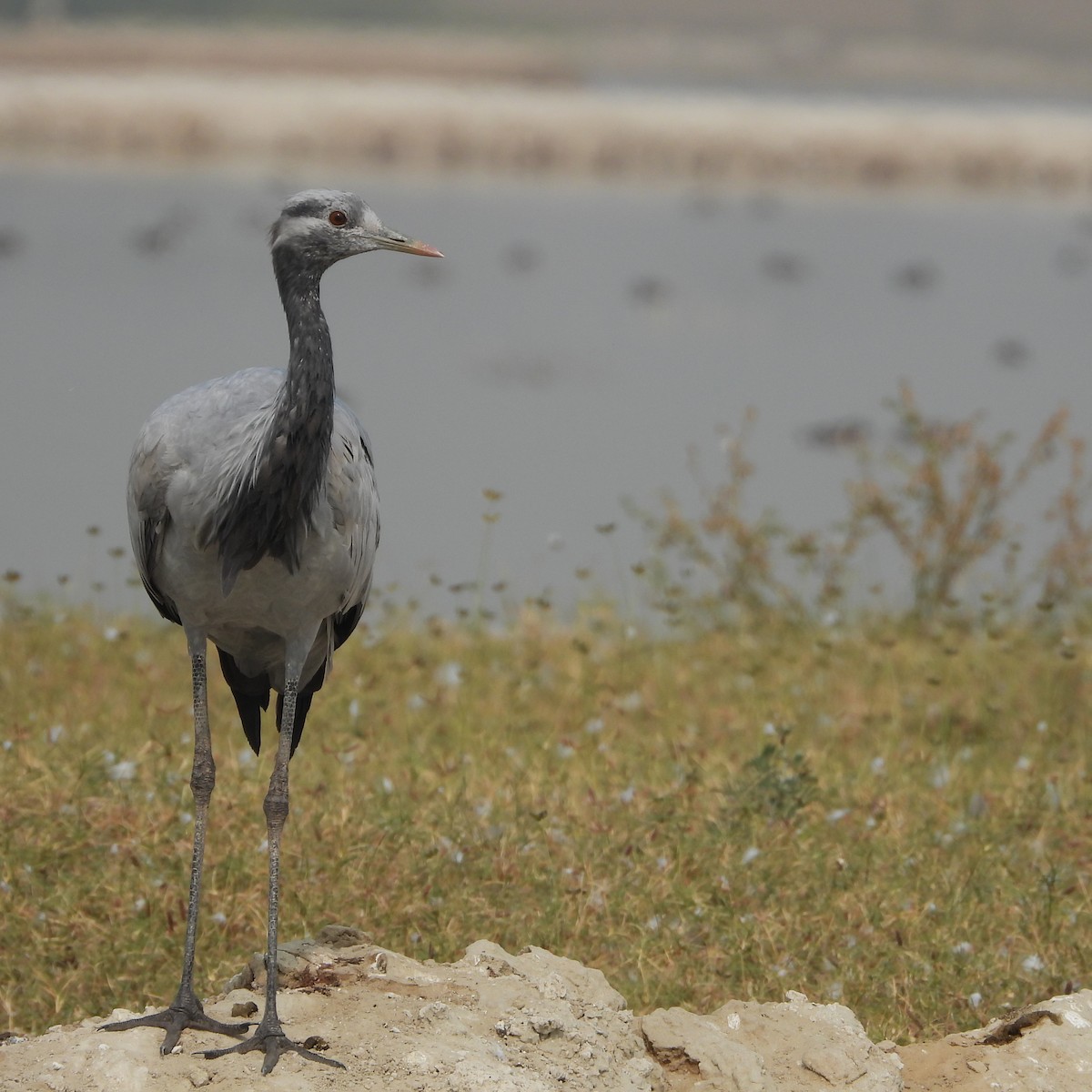 Telli Turna - ML646179137