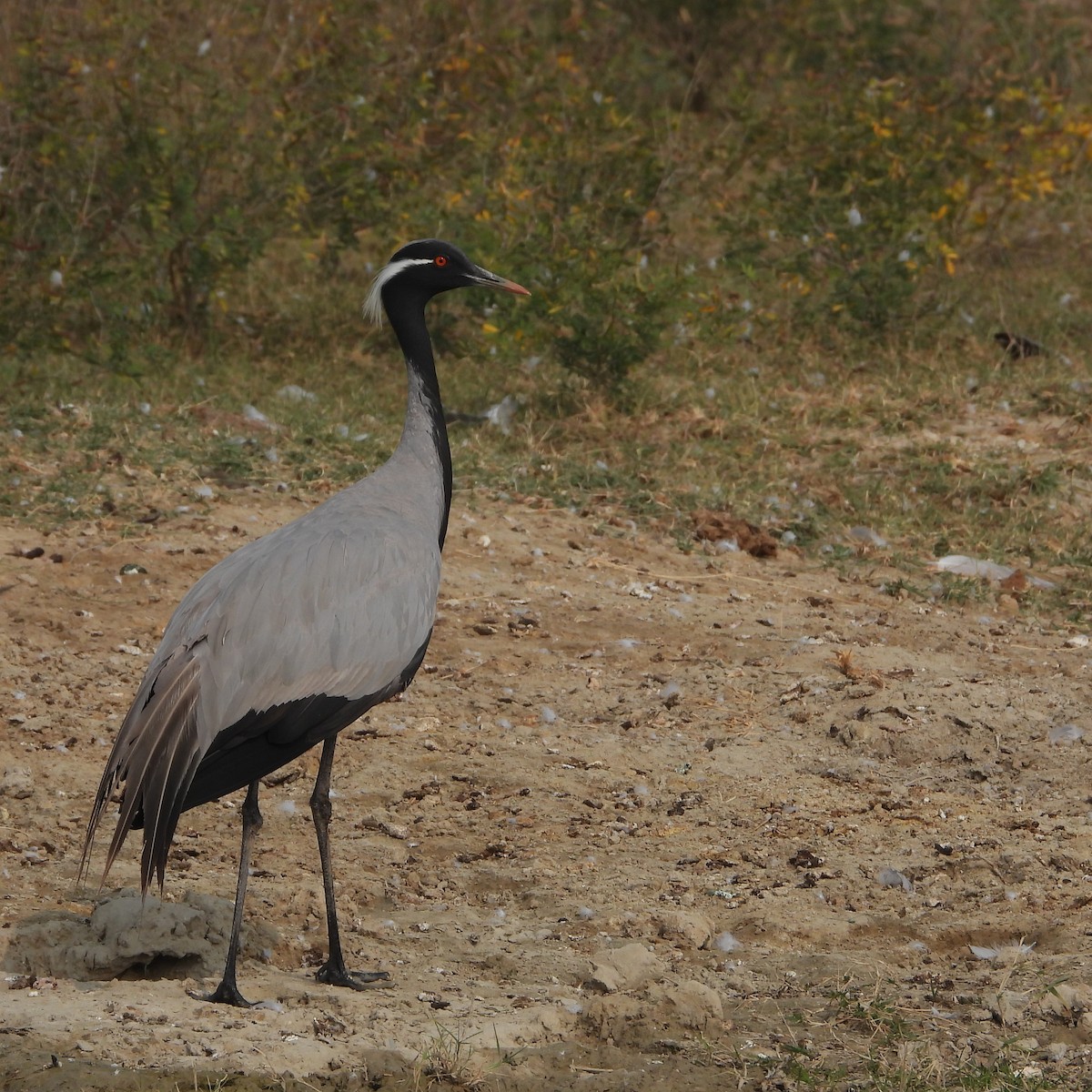 Telli Turna - ML646179138