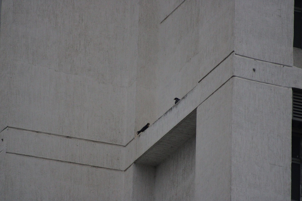 Peregrine Falcon (Shaheen) - ML646179141