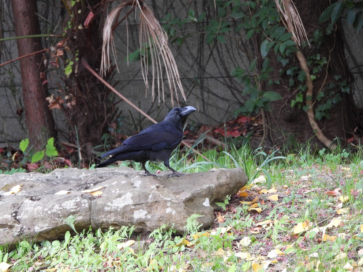 tykknebbkråke - ML646179151