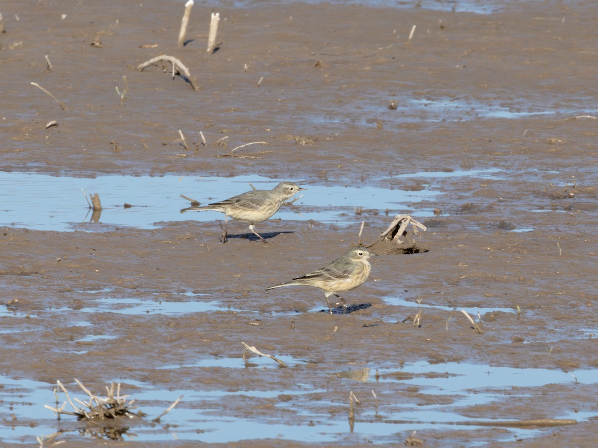 linduška tundrová - ML646179154