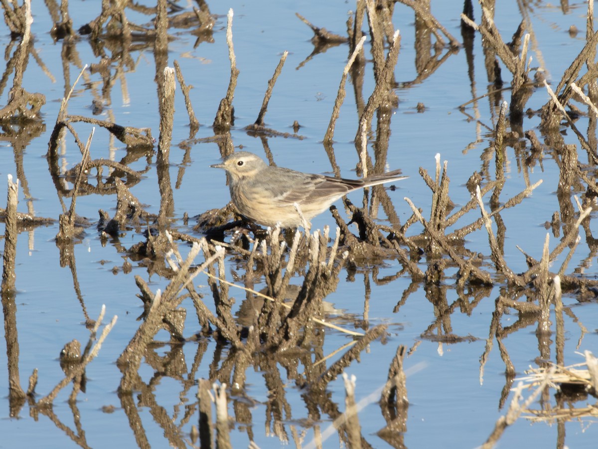 linduška tundrová - ML646179155