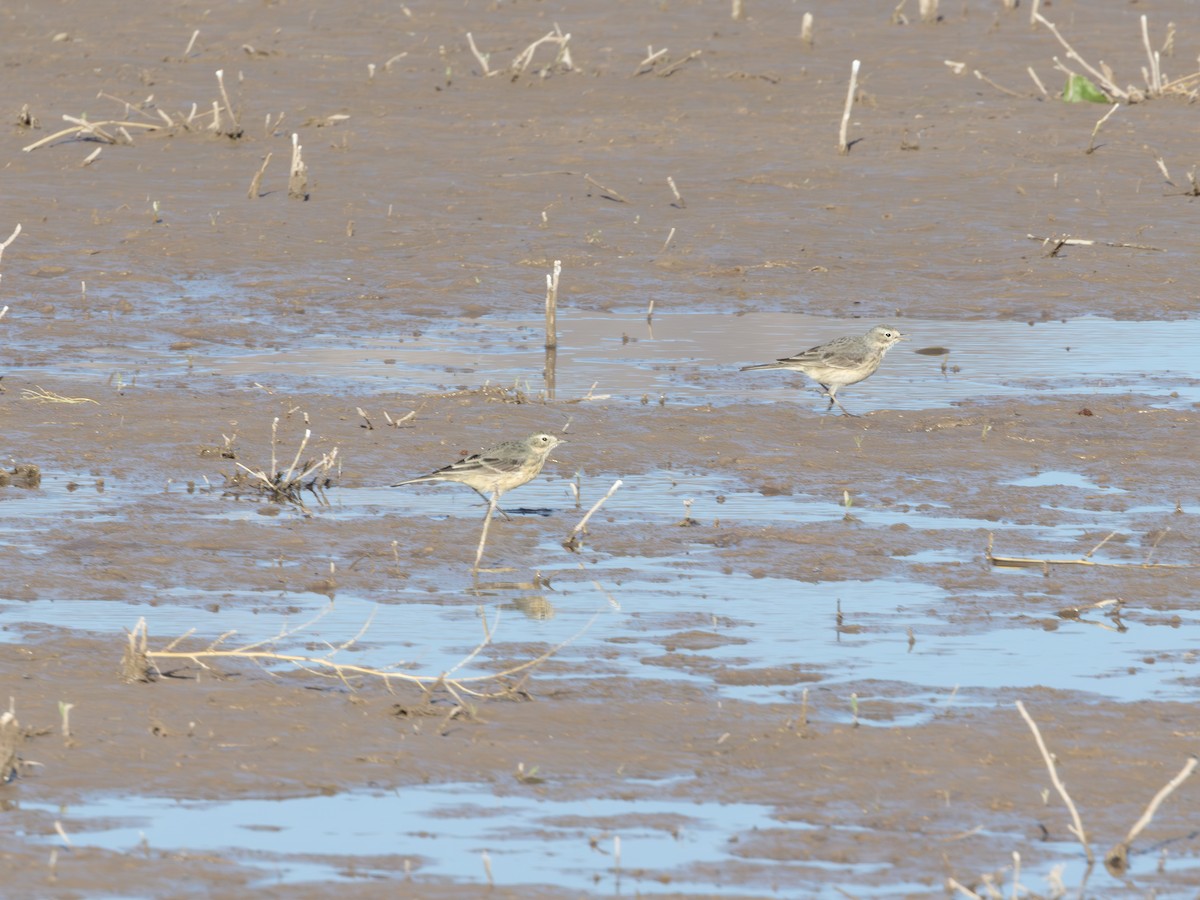 linduška tundrová - ML646179156