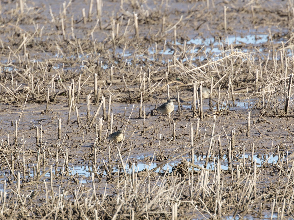 linduška tundrová - ML646179157