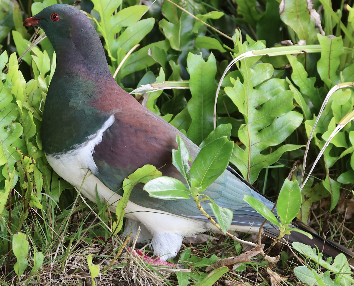 New Zealand Pigeon - ML646179160
