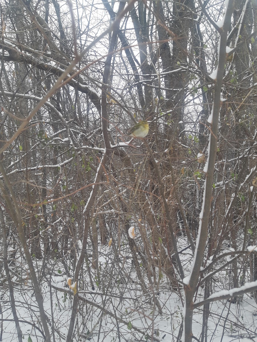 Tennessee Warbler - ML646179162