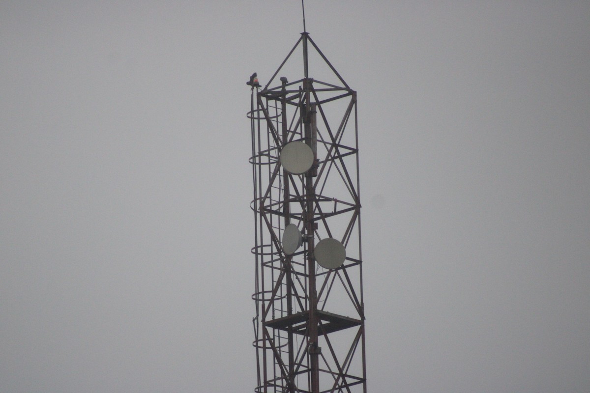 Peregrine Falcon (Shaheen) - ML646179164