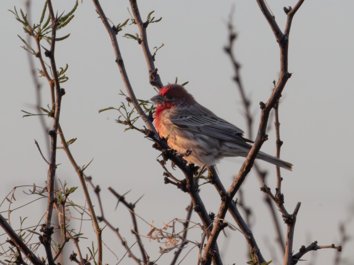 House Finch - ML646179165
