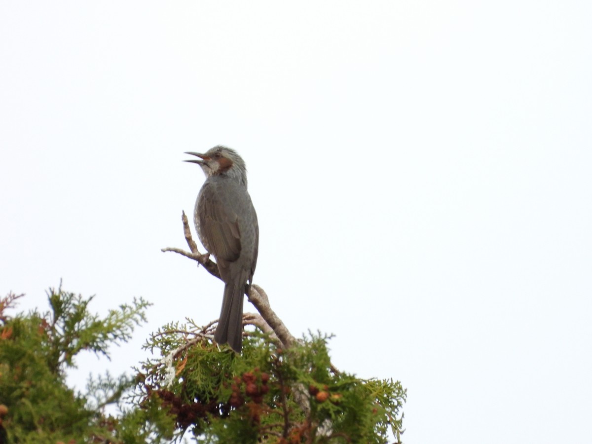 brunørebylbyl - ML646179173