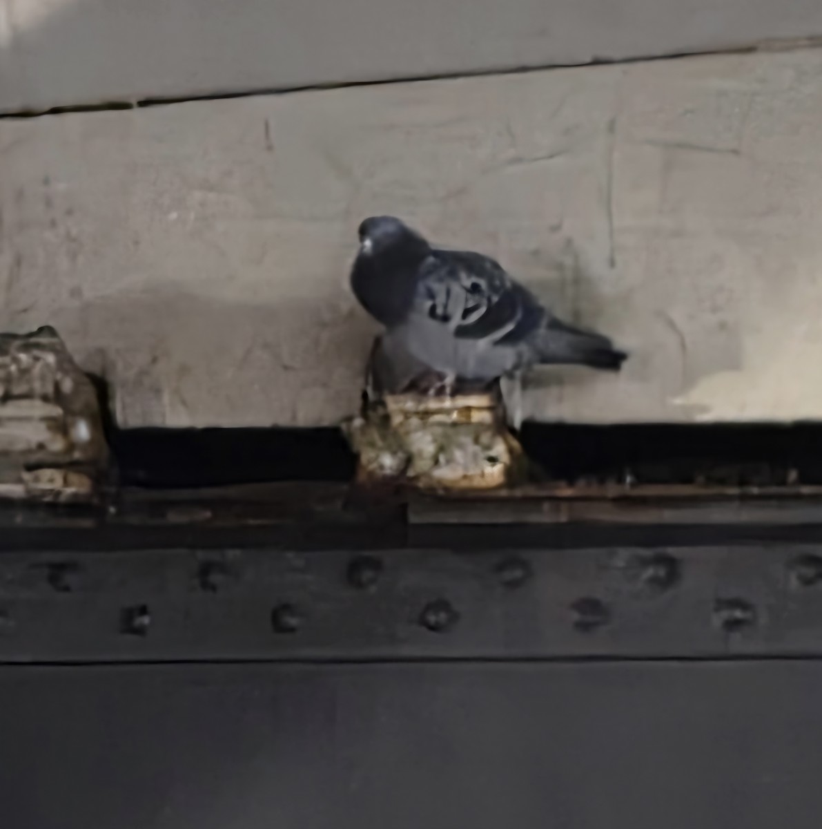 Rock Pigeon - ML646179178