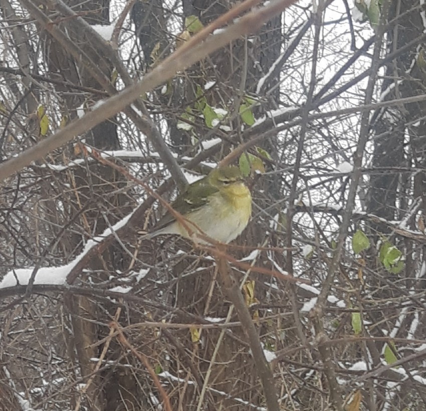 Tennessee Warbler - ML646179179