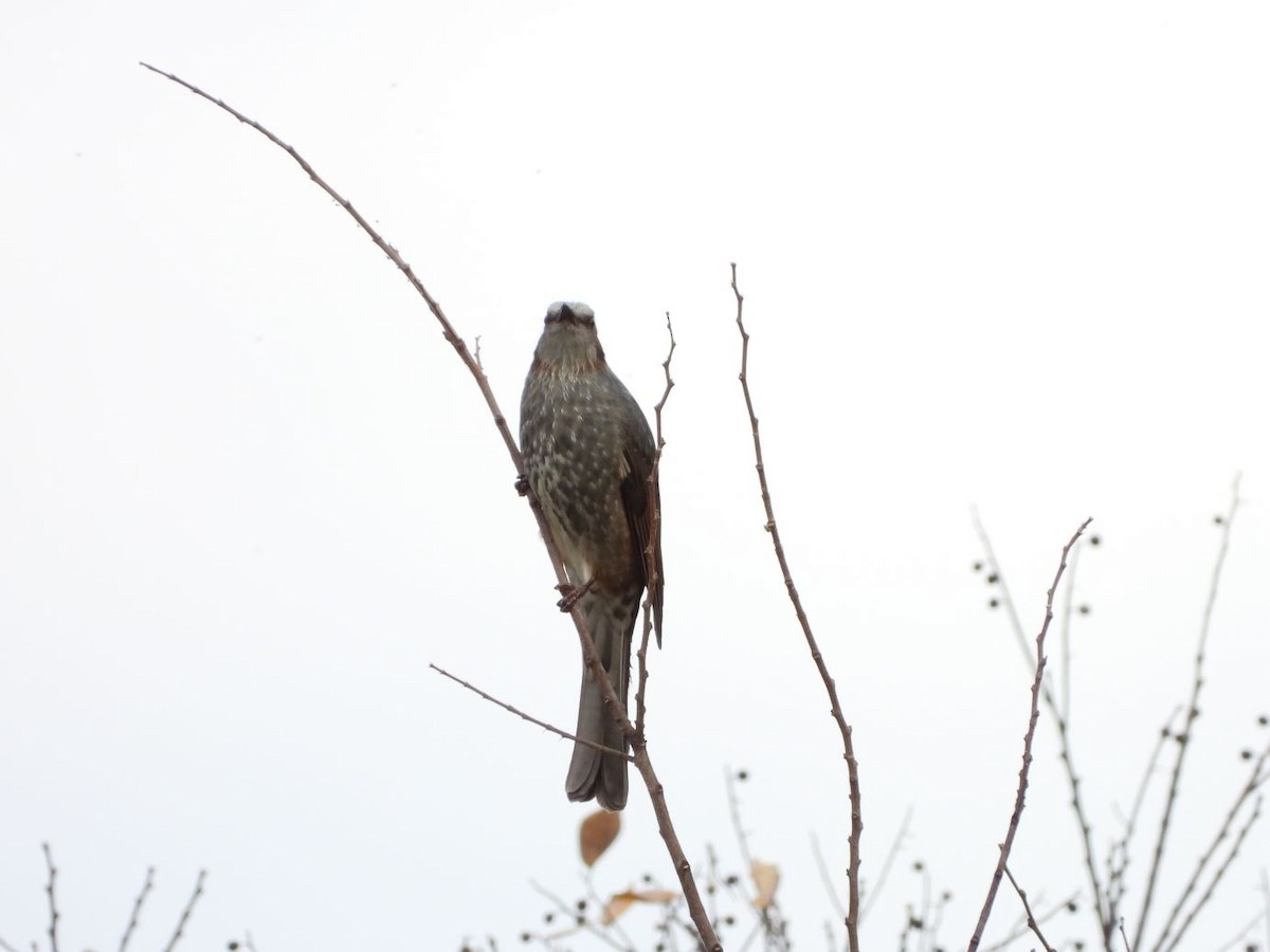 brunørebylbyl - ML646179183