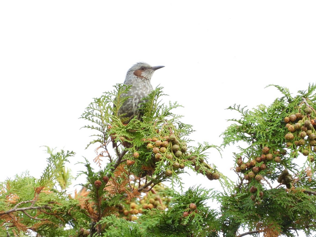 brunørebylbyl - ML646179184
