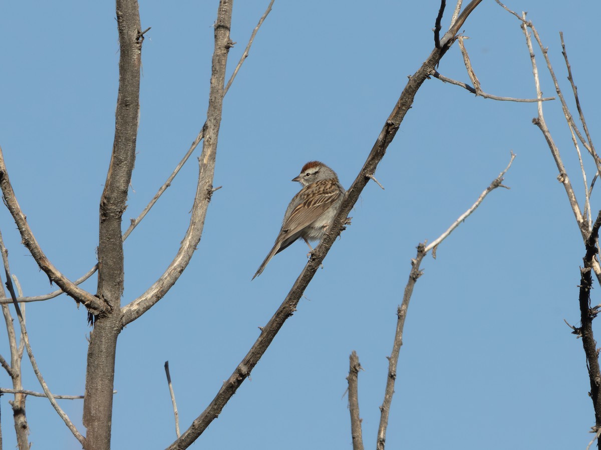 Chipping Sparrow - ML646179186