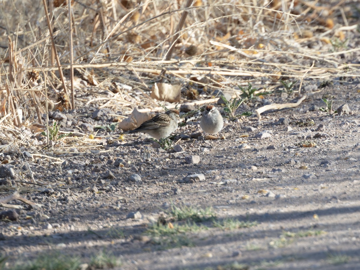 Chipping Sparrow - ML646179187