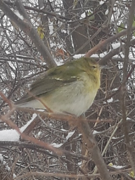 Tennessee Warbler - ML646179190