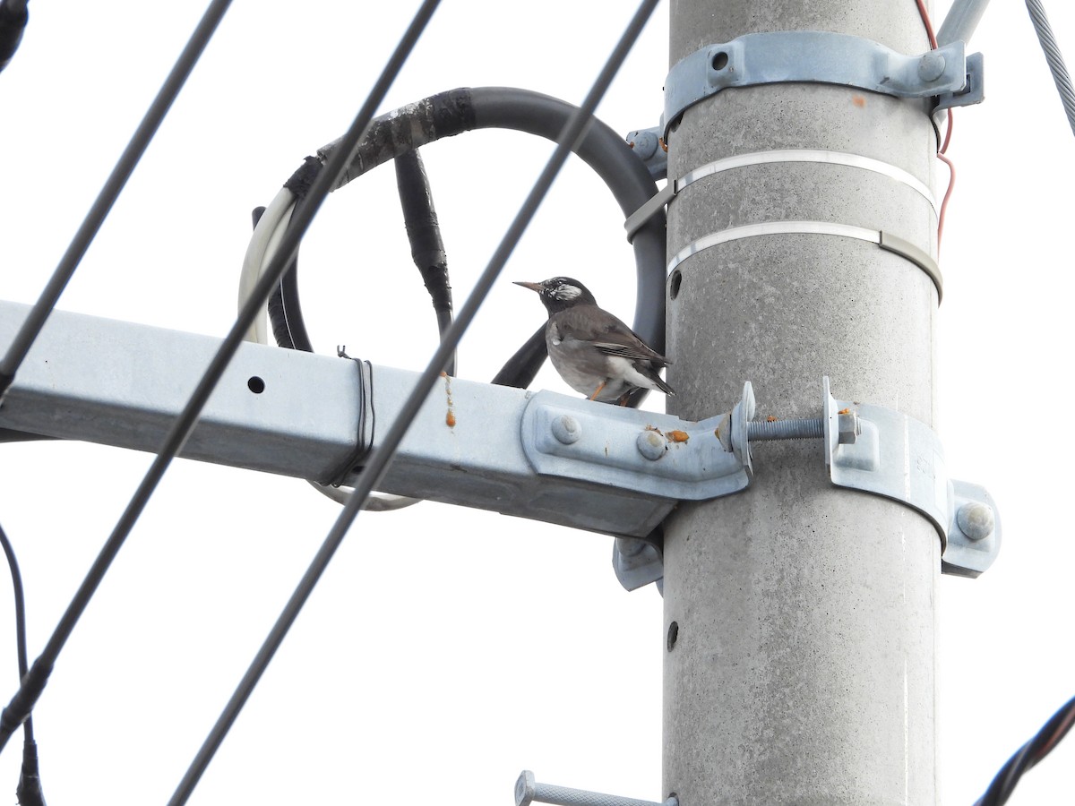 sotstær - ML646179195