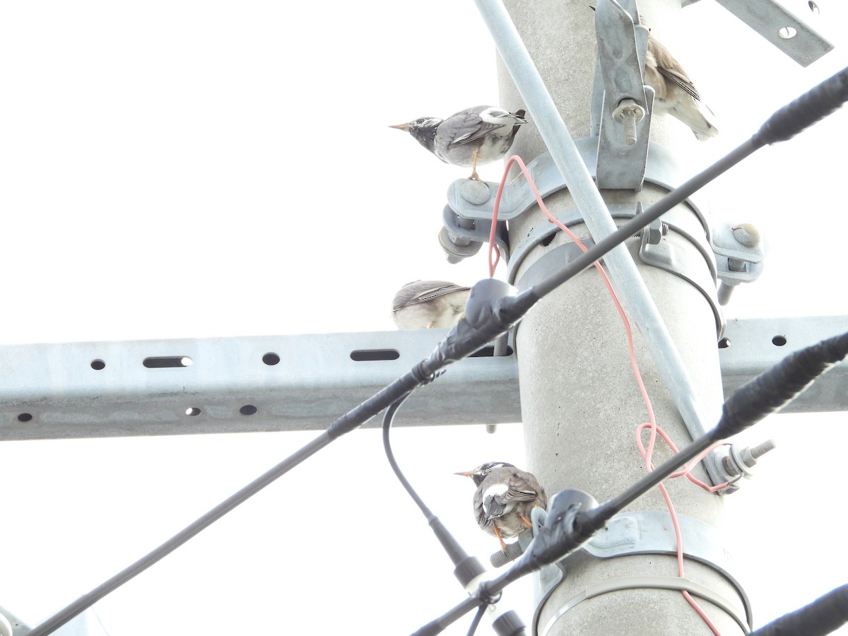 sotstær - ML646179197