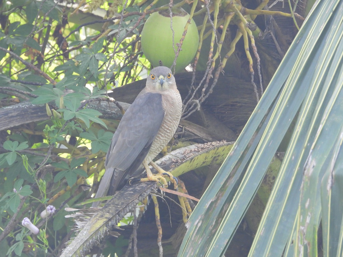 Gavilán Chikra - ML646179200