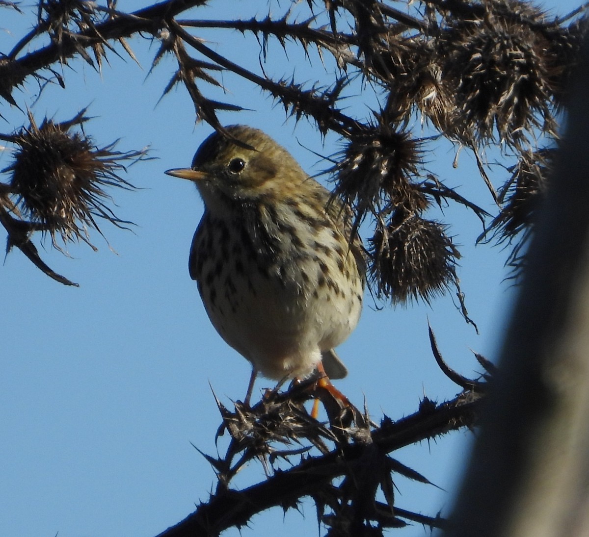 Meadow Pipit - ML646179204