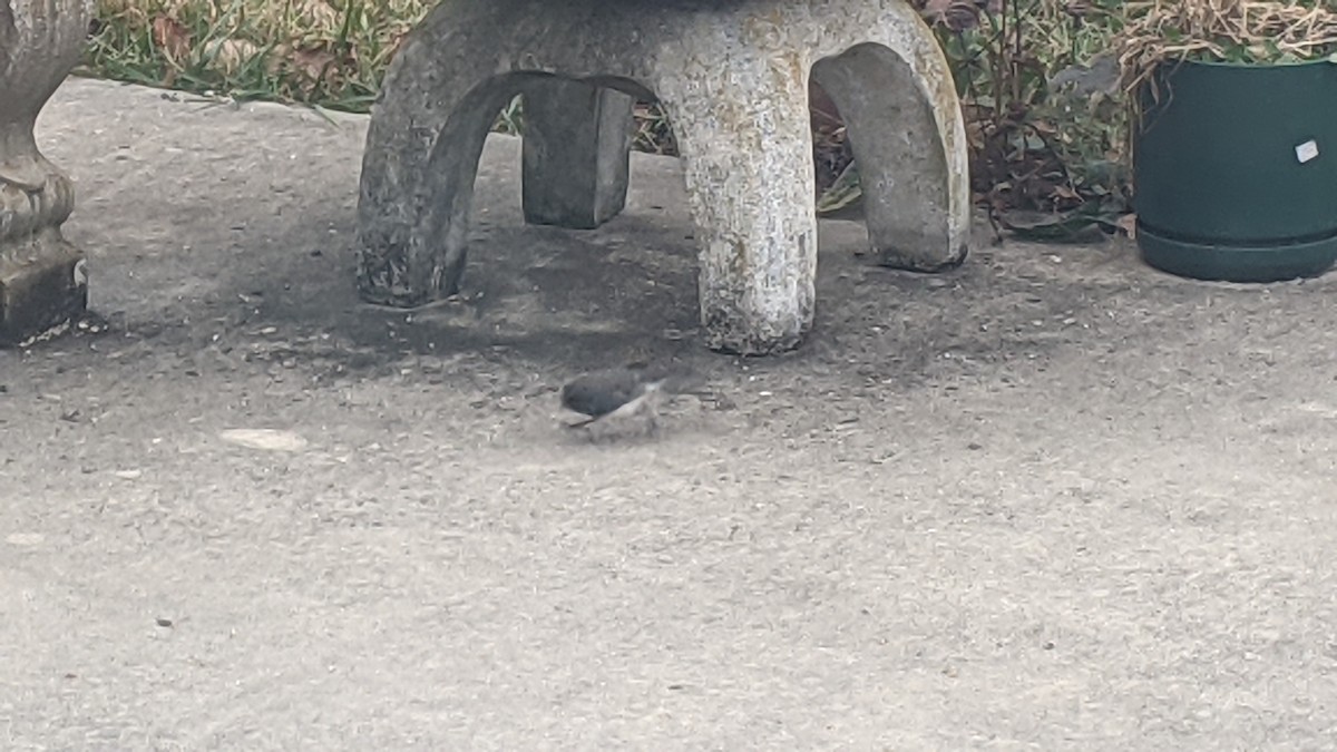 Dark-eyed Junco - ML646179206