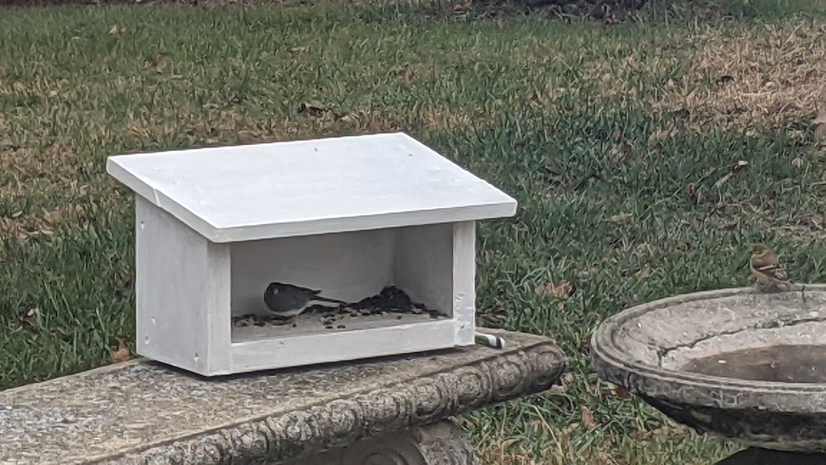 Dark-eyed Junco - ML646179207