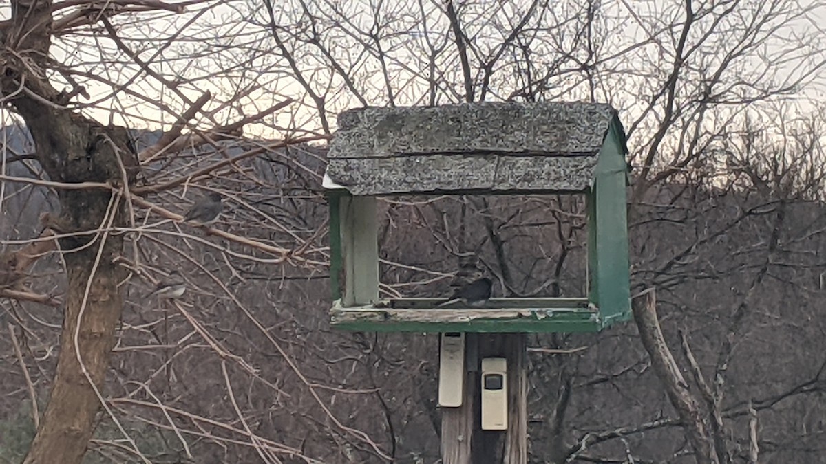 Dark-eyed Junco - ML646179208