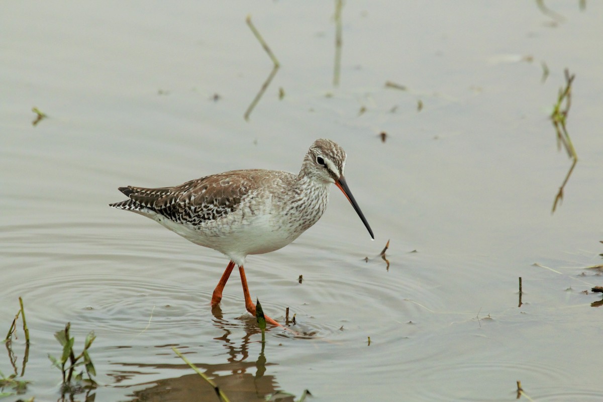 Spotted Redshank - ML646179209