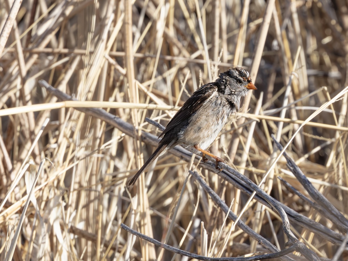 Chingolo Coroniblanco - ML646179210
