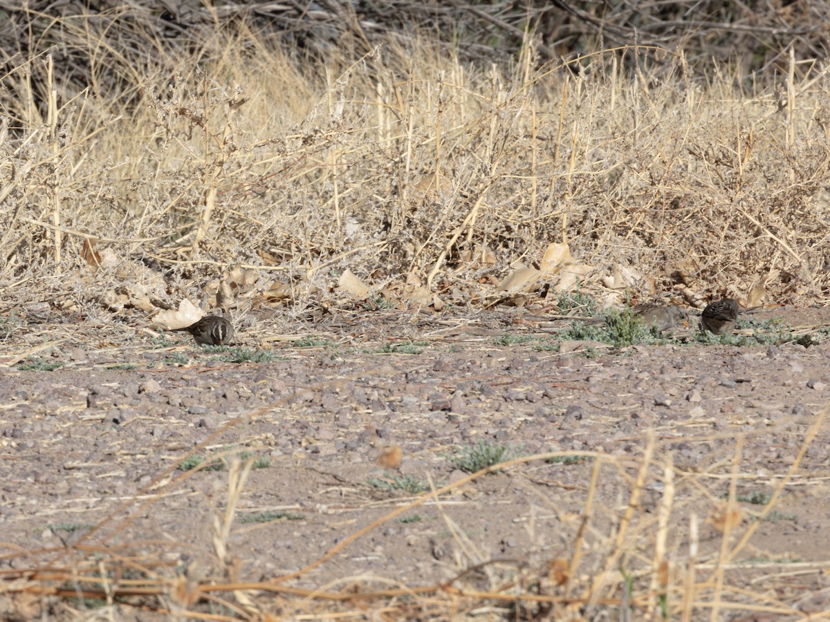 strnadec bělopásý - ML646179211