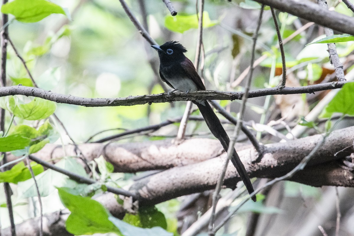 紫綬帶 - ML646179213