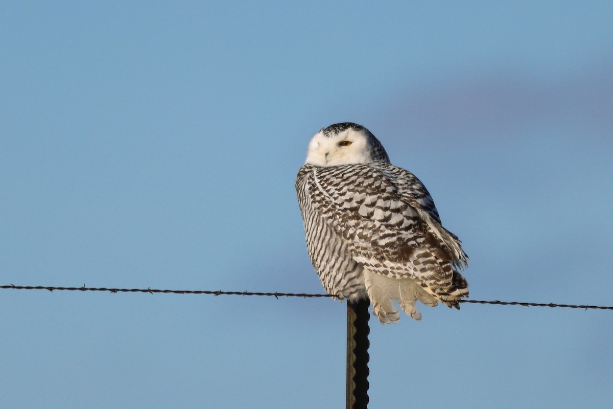 Búho Nival - ML646179216