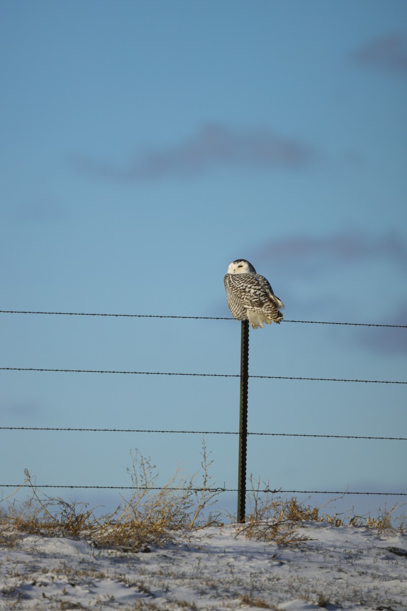 Búho Nival - ML646179217