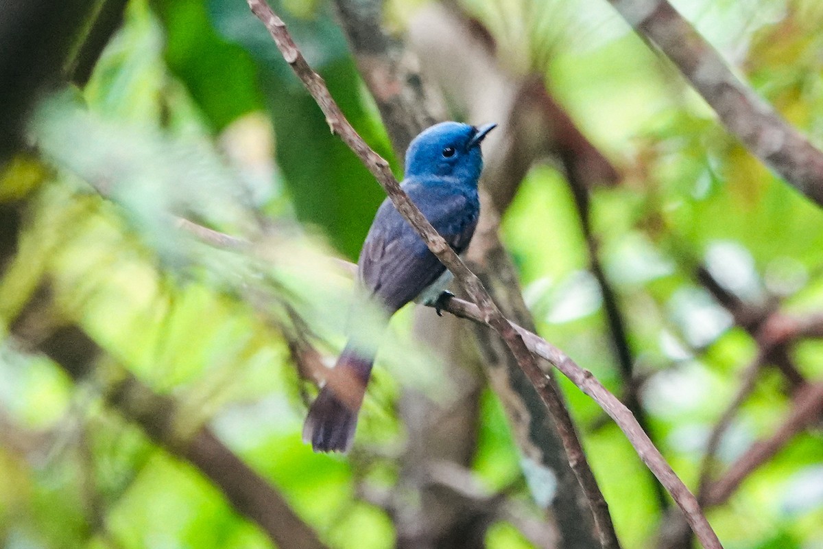 Monarca Nuquinegro - ML646179218