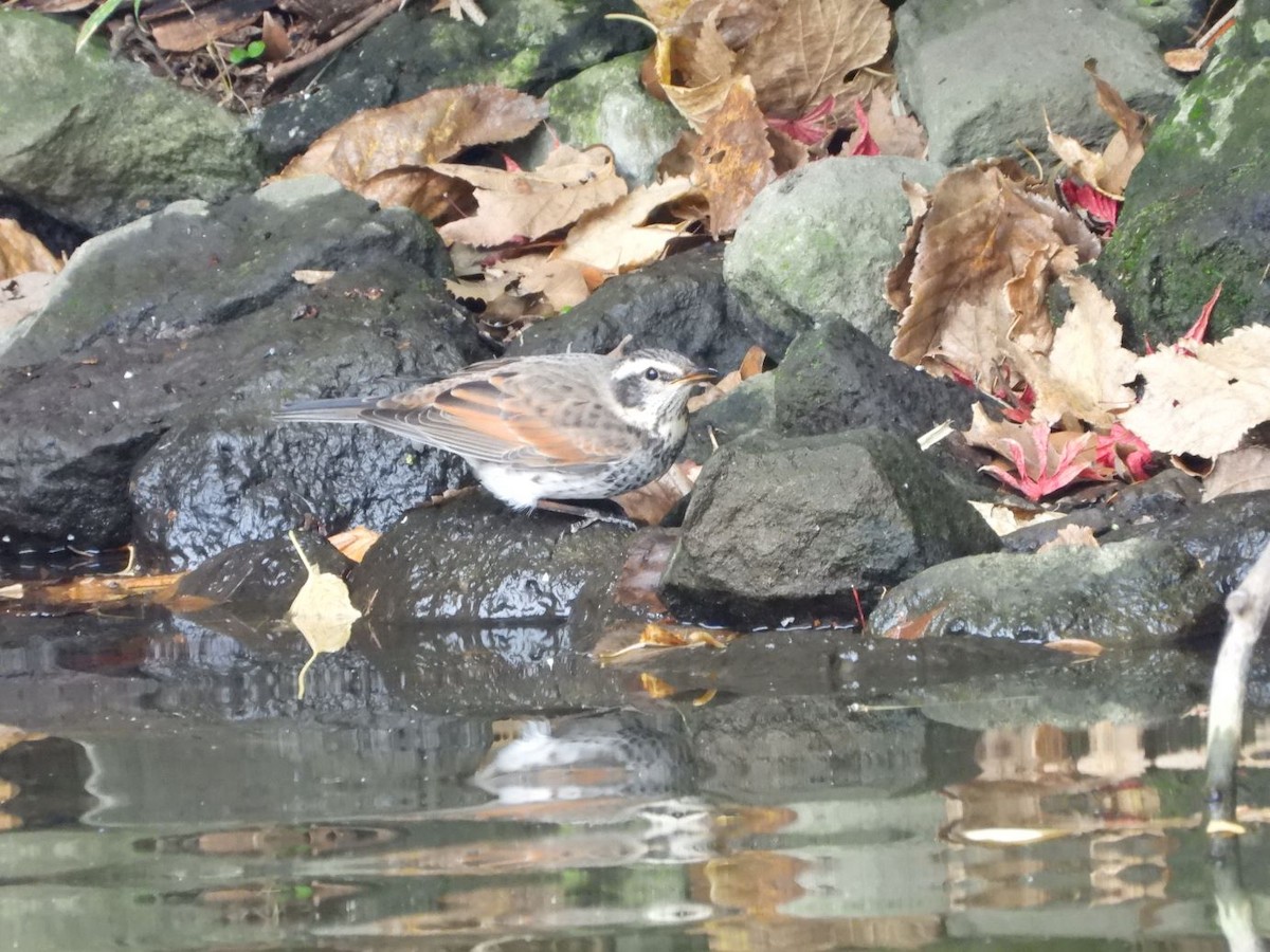 Zorzal Eunomo - ML646179220