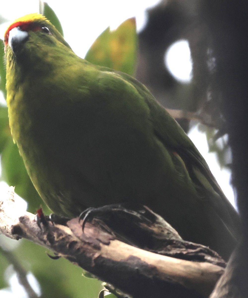 Perico Maorí Cabecigualdo - ML646179222