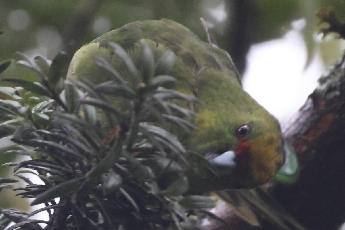 Perico Maorí Cabecigualdo - ML646179223