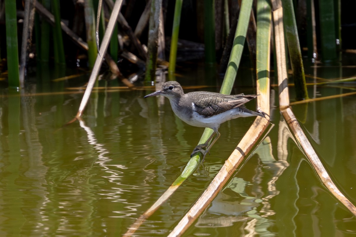 Andarríos Maculado - ML646179225