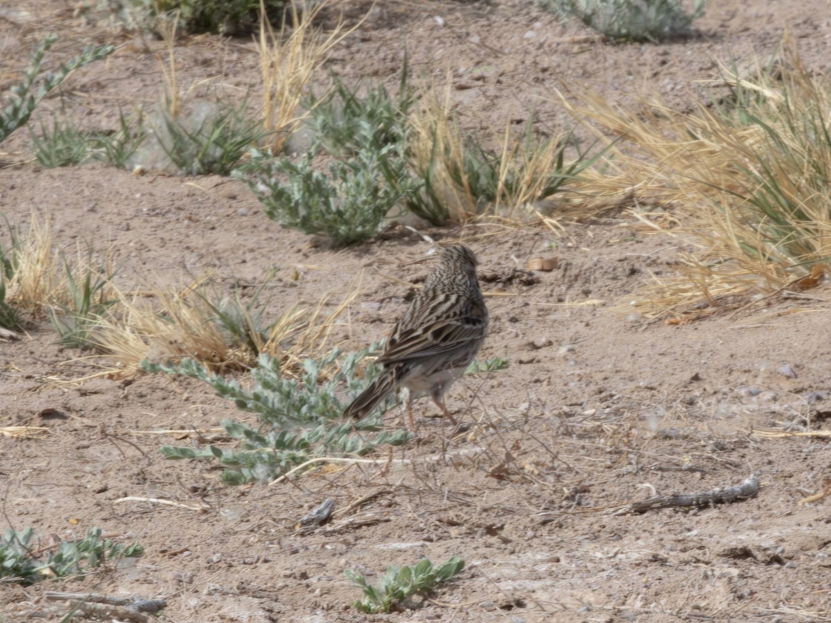 Chingolo Coliblanco - ML646179226