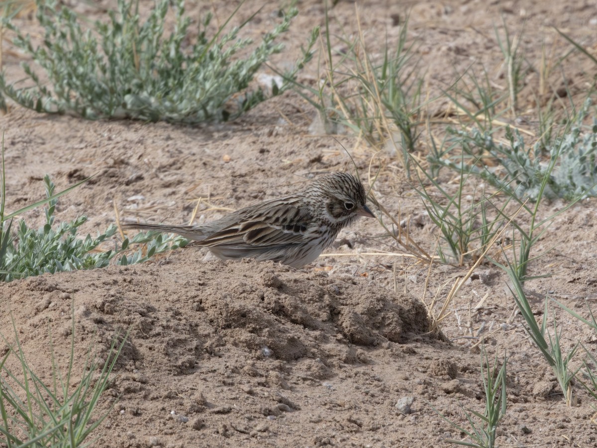 Chingolo Coliblanco - ML646179227