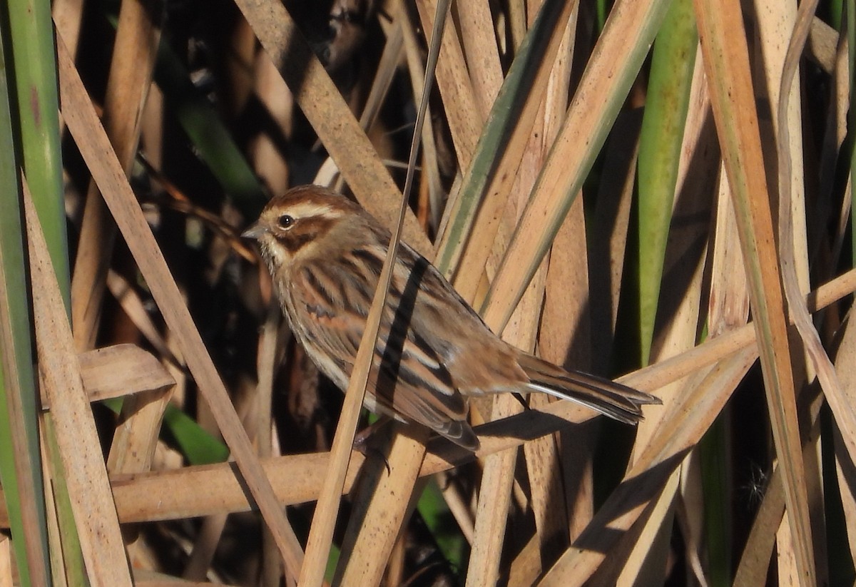 Escribano Palustre - ML646179228