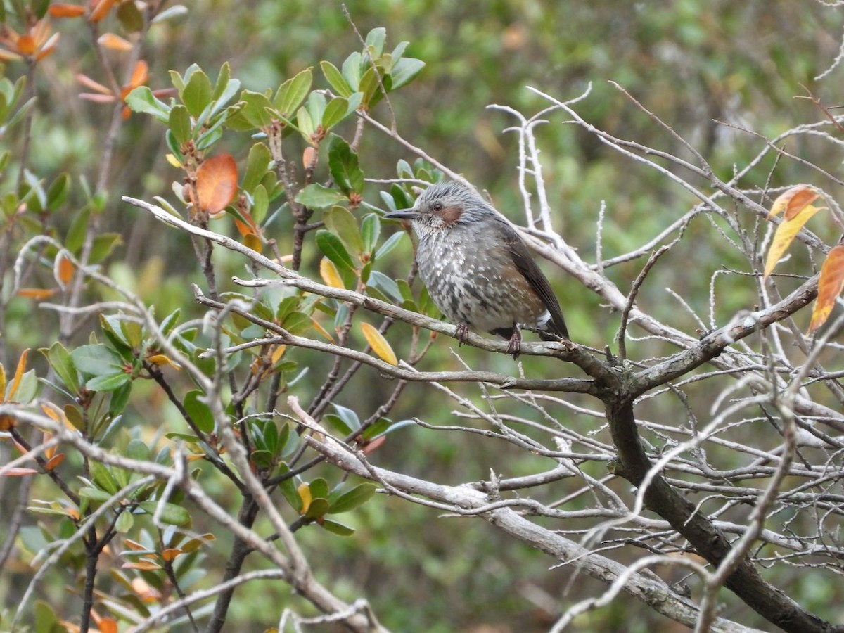 Bulbul Orejipardo - ML646179230