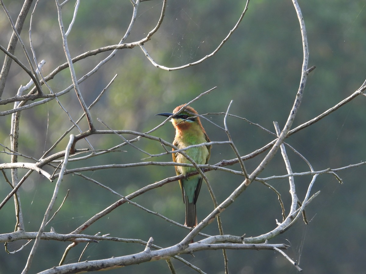 Abejaruco Coliazul - ML646179231
