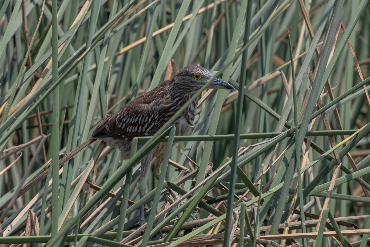 Martinete Común - ML646179233